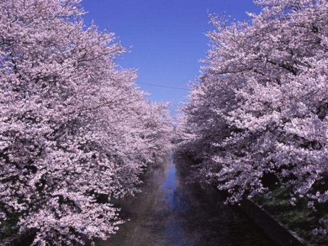 五条川の桜並