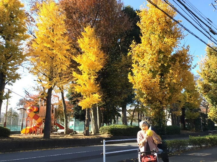 シルバーシティむさしの欅館　紅葉の銀杏並木