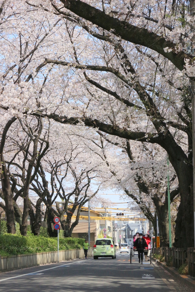 シルバーシティ武蔵野　人力車で桜散歩