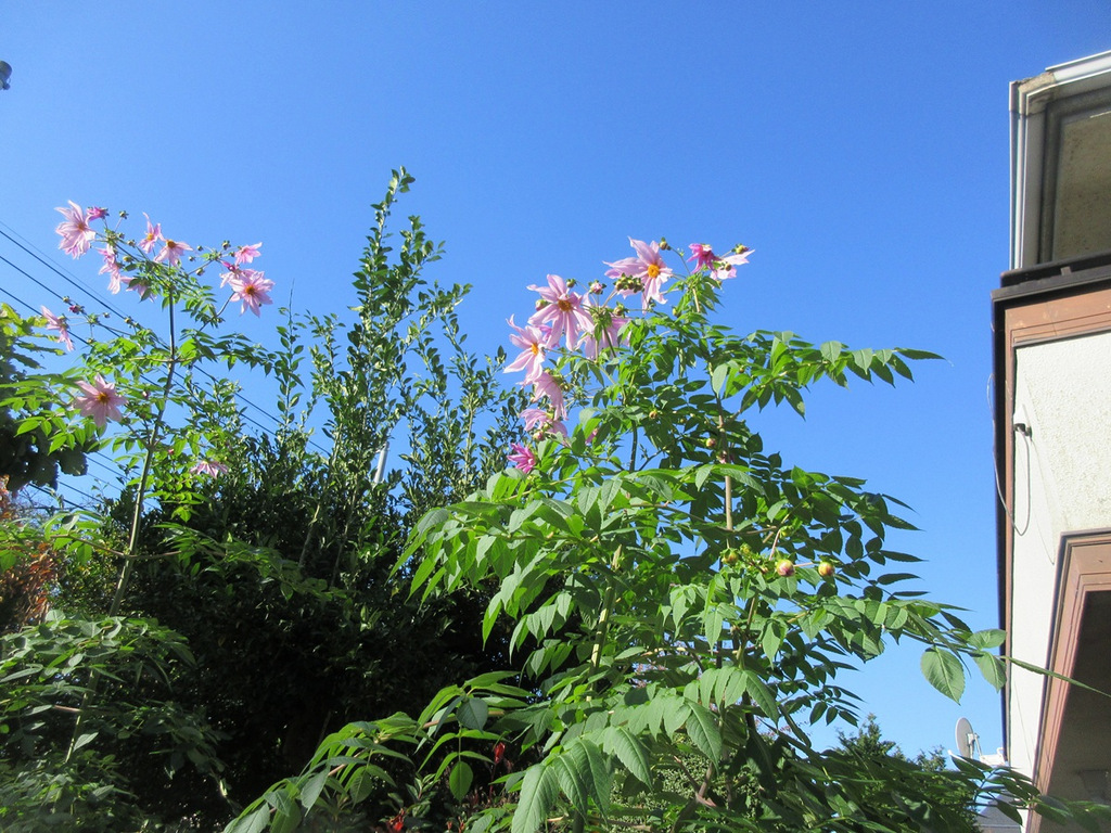 シルバーシティむさしの欅館　紅葉の銀杏並木