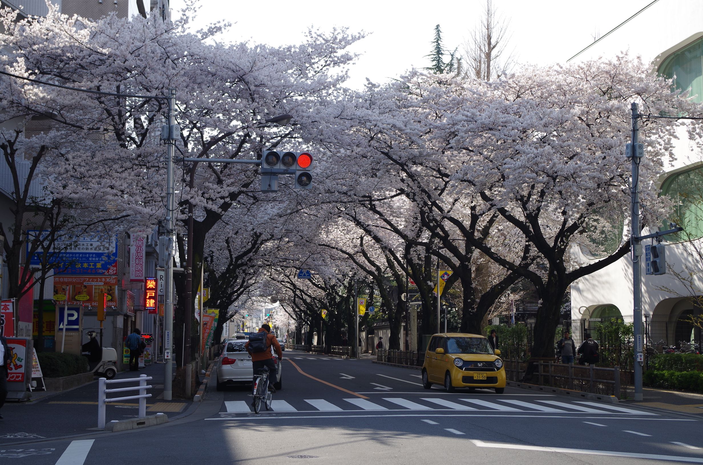シルバーシティ武蔵境前の桜並木