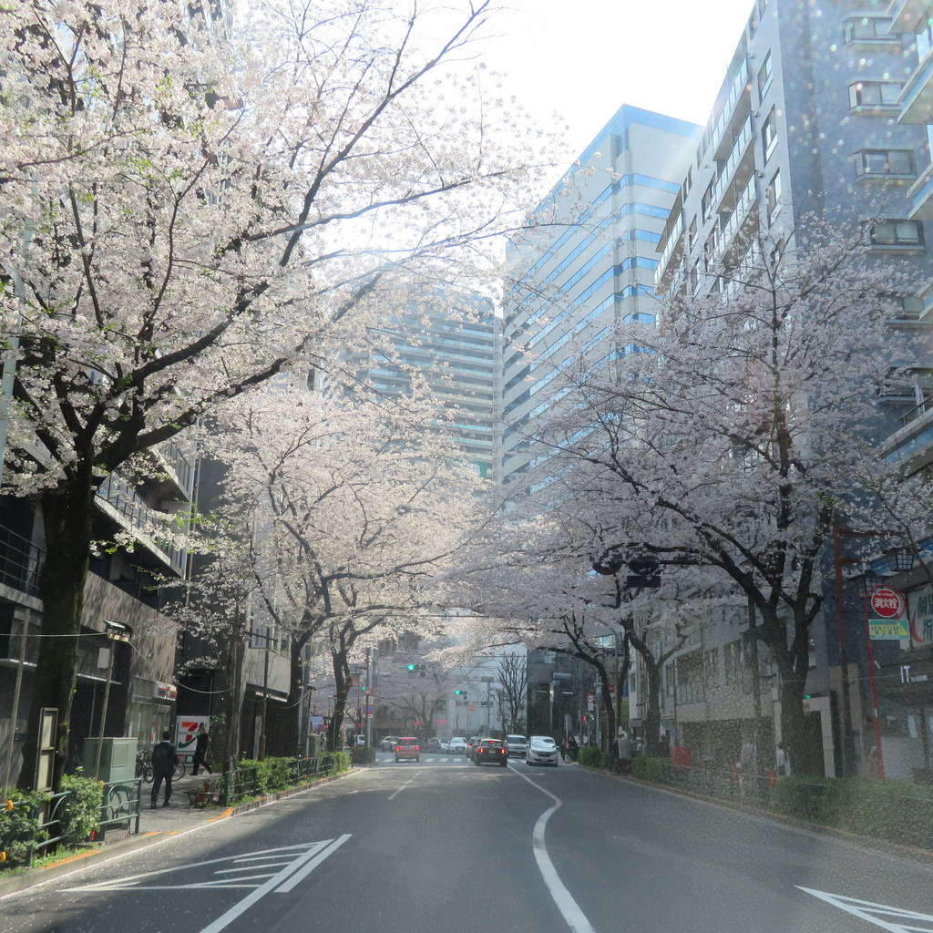 シルバーシティ哲学堂 2026.04.14「お花見-哲学堂公園-」