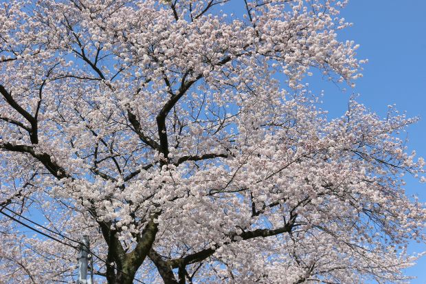 桜week シルバーシティ武蔵野