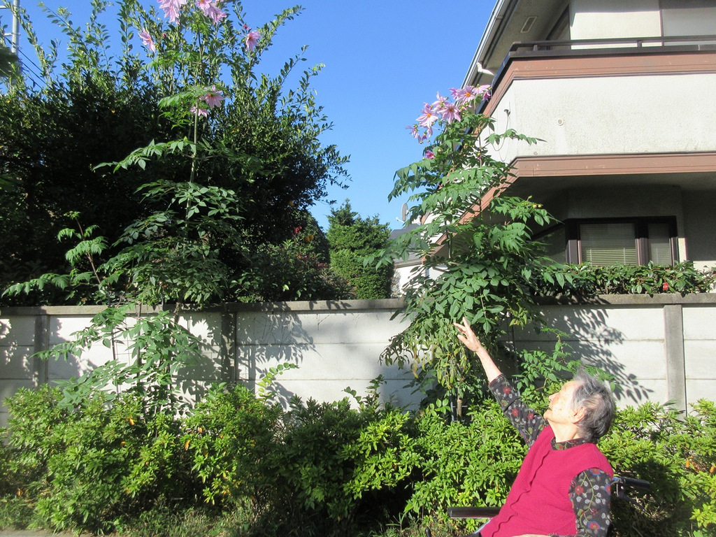 シルバーシティむさしの欅館　紅葉の銀杏並木