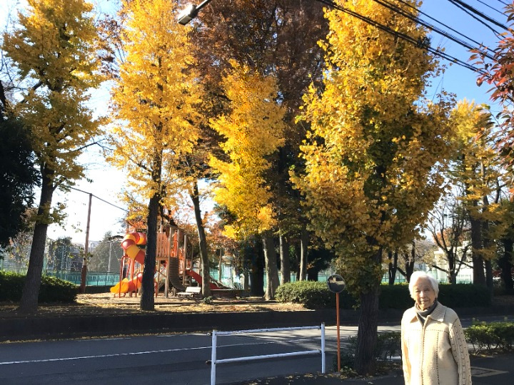 シルバーシティむさしの欅館　紅葉の銀杏並木