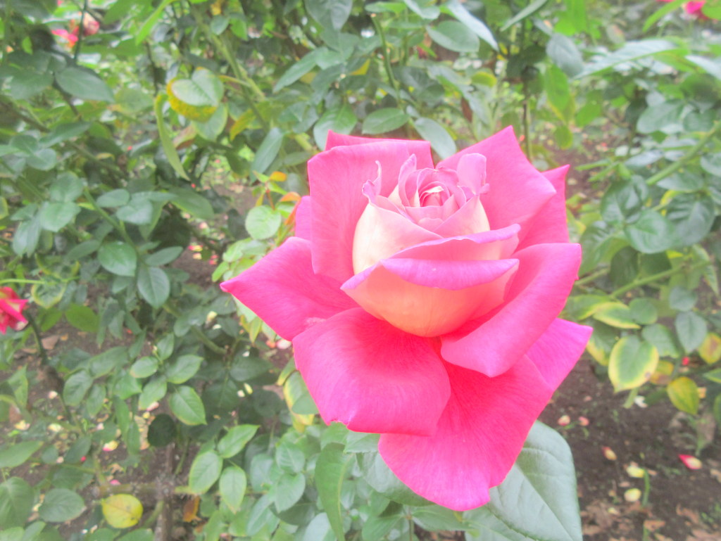 シルバーシティむさしの欅館　2025.10.「秋のバラフェスタ」