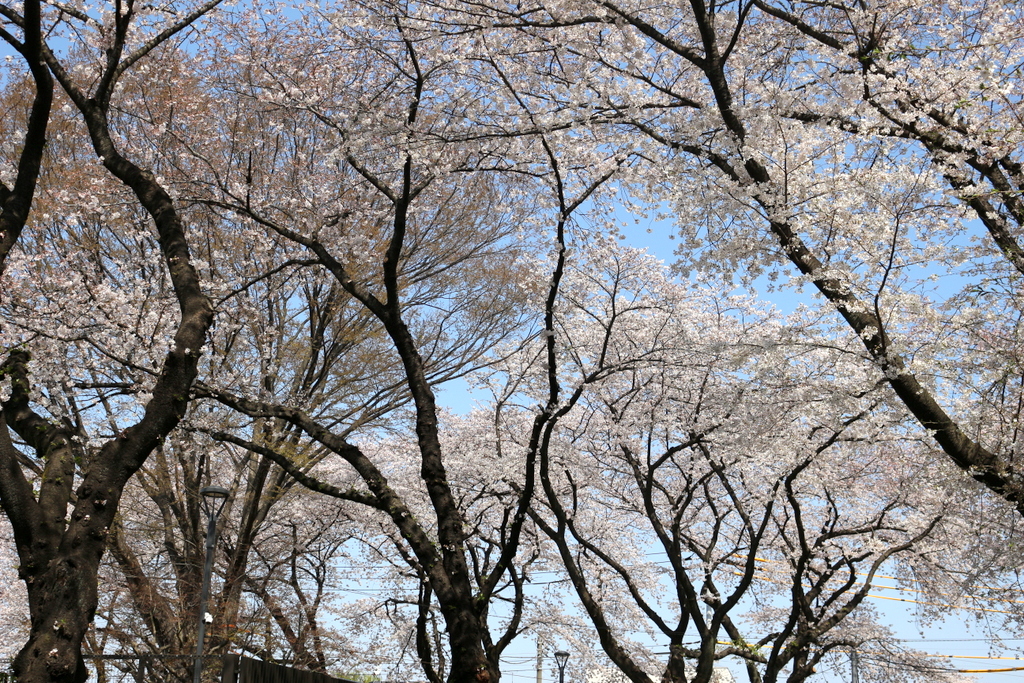 シルバーシティ武蔵野　人力車で桜散歩