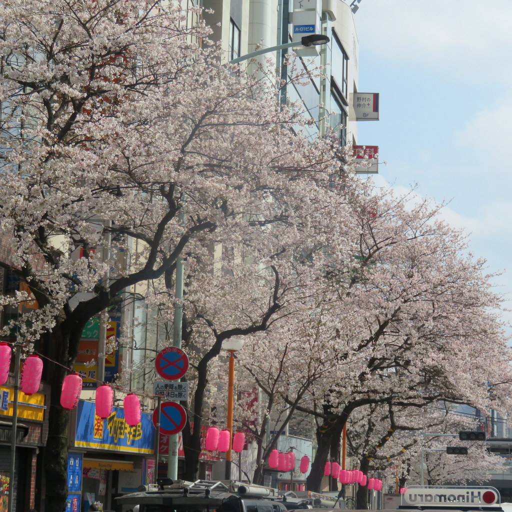 シルバーシティ哲学堂　2026.04.14「お花見-哲学堂公園-」