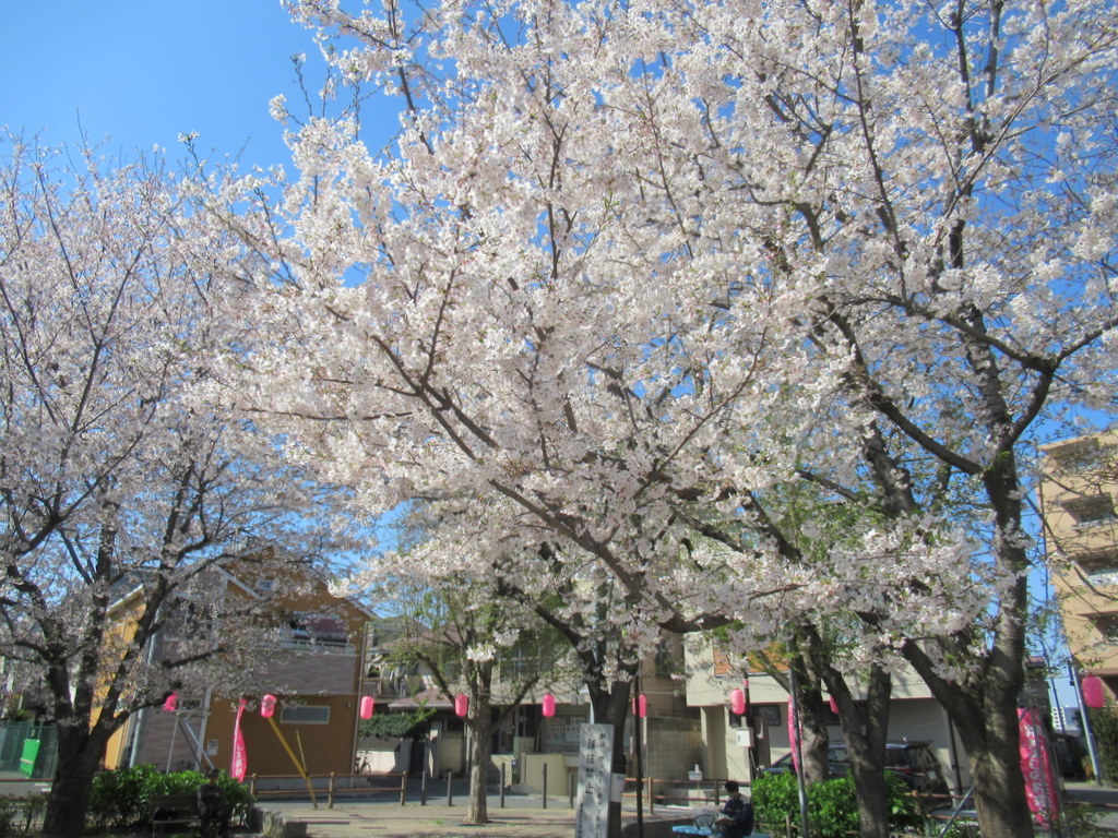 シルバーシティ駒込　2026.04.10「観桜会」