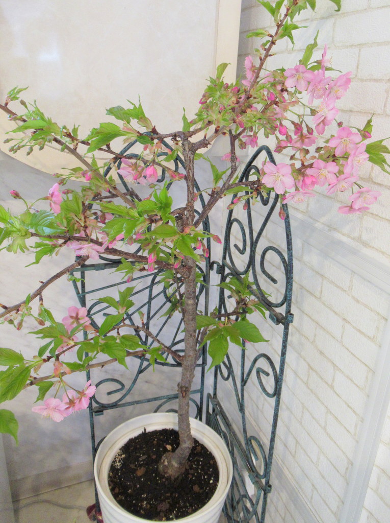 シルバーシティ駒込　2026.02.23「一足早いお花見」