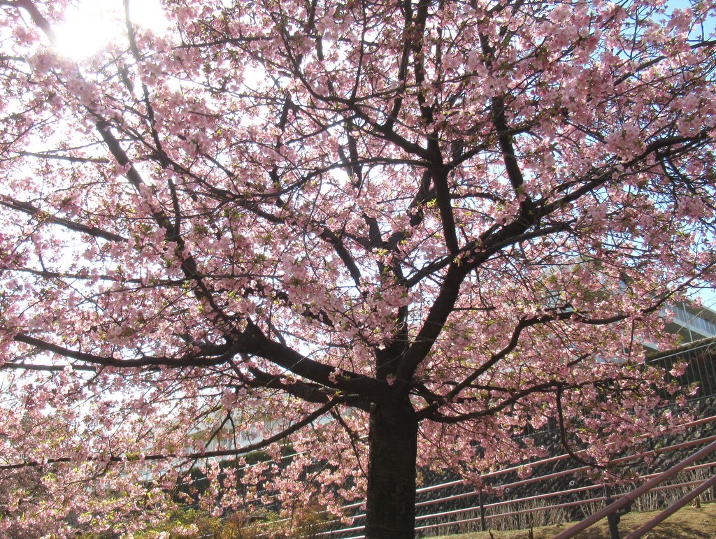 シルバーシティ駒込　2026.02.25「一足早いお花見」