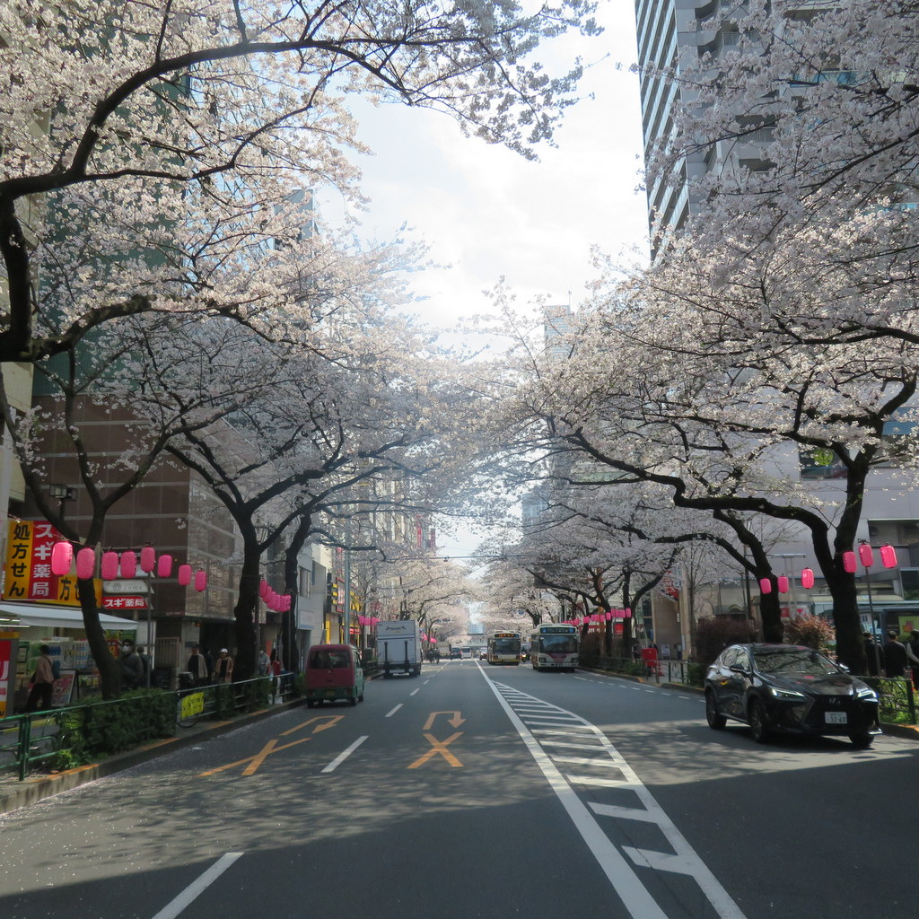 シルバーシティ哲学堂 2026.04.14「お花見-哲学堂公園-」